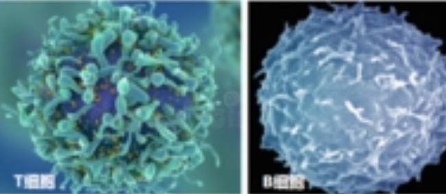 T细胞与B细胞的区别