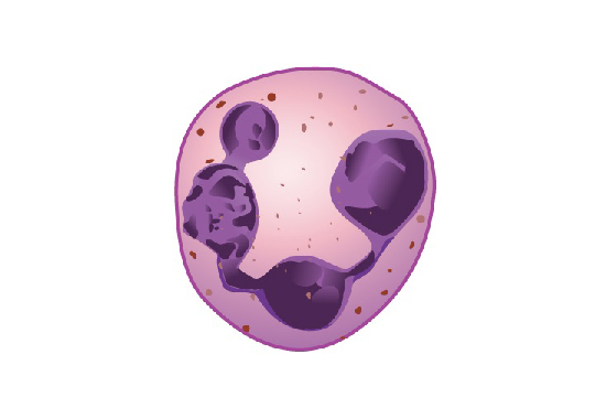 粒细胞