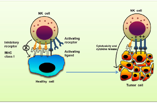 NK细胞
