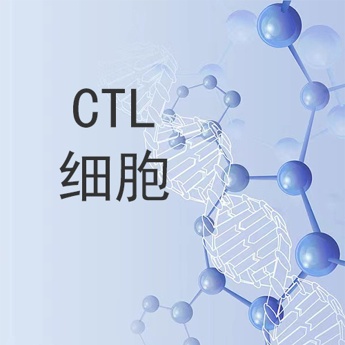 DC-CTL细胞