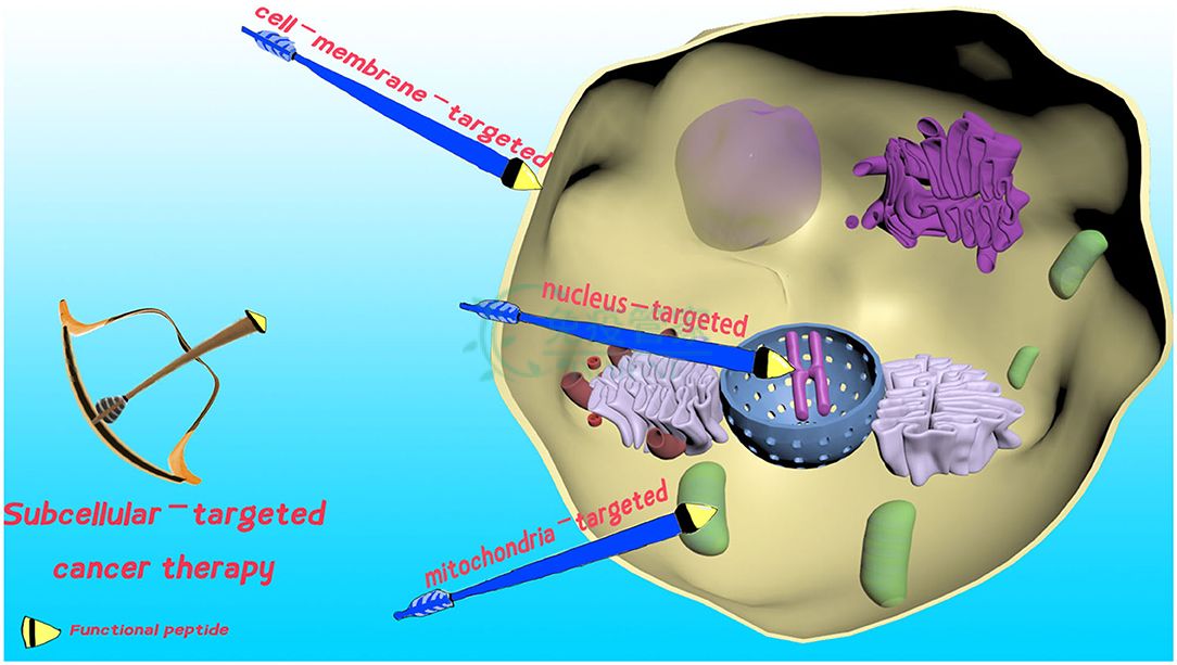 Frontiers | Peptide-Decorated Supramolecules for Subcellular Targeted ...