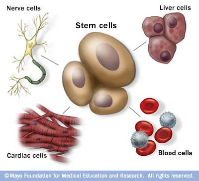 潜力股！干细胞治疗靠谱吗？在哪些疾病中有效？