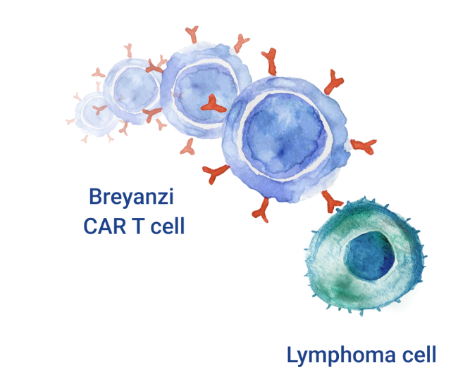 Breyanzi（lisocabtagene maraleucel；liso-cel）