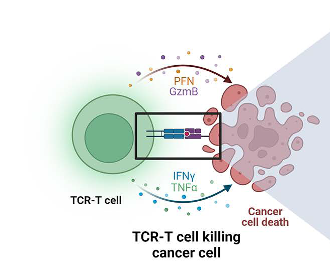 中位生存超四年！TCR-T细胞“挑战”肝细胞癌、非小细胞肺癌以及滑膜肉瘤等实体瘤