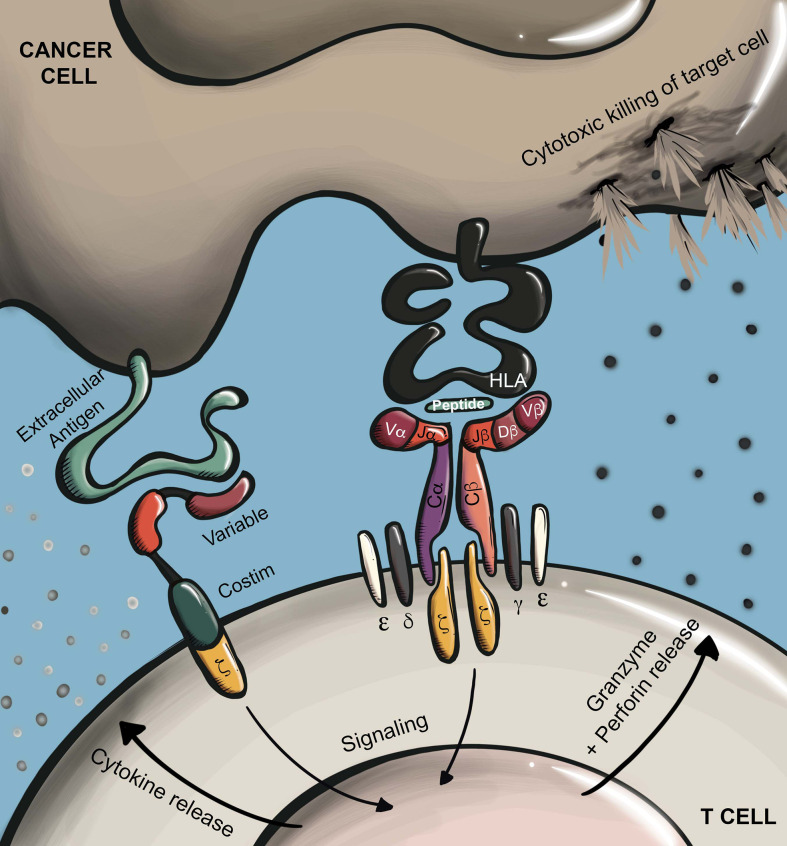 肿瘤新型杀伤武器-TCR-T细胞疗法在肝细胞癌、胰腺癌、卵巢癌、尿路上皮癌等癌种中前景广阔
