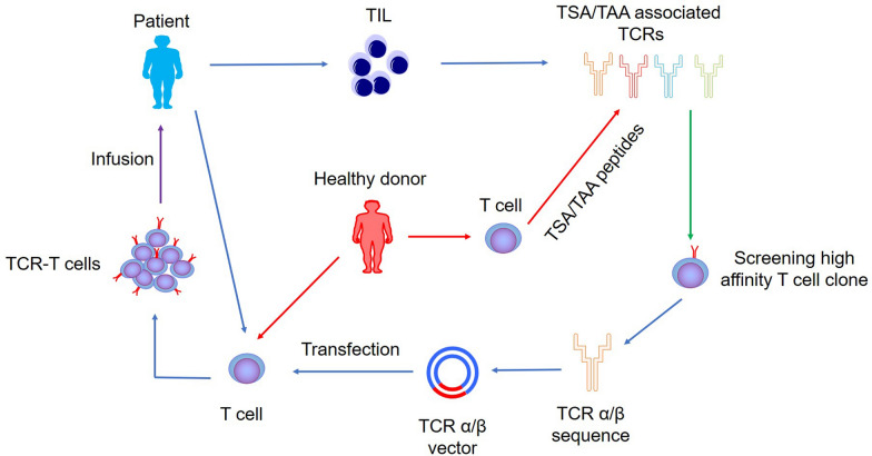 生存超9年！新型实体瘤武器TCR-T细胞疗法重拳锤击肝癌、肺癌