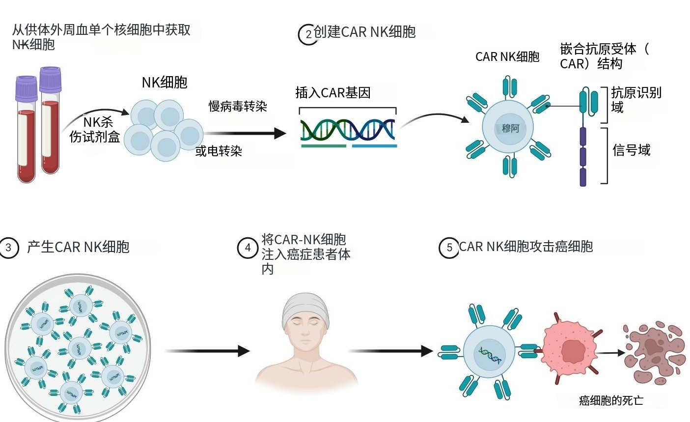 实体瘤抗癌新星：CAR-NK细胞疗法副作用小、抗成本更低